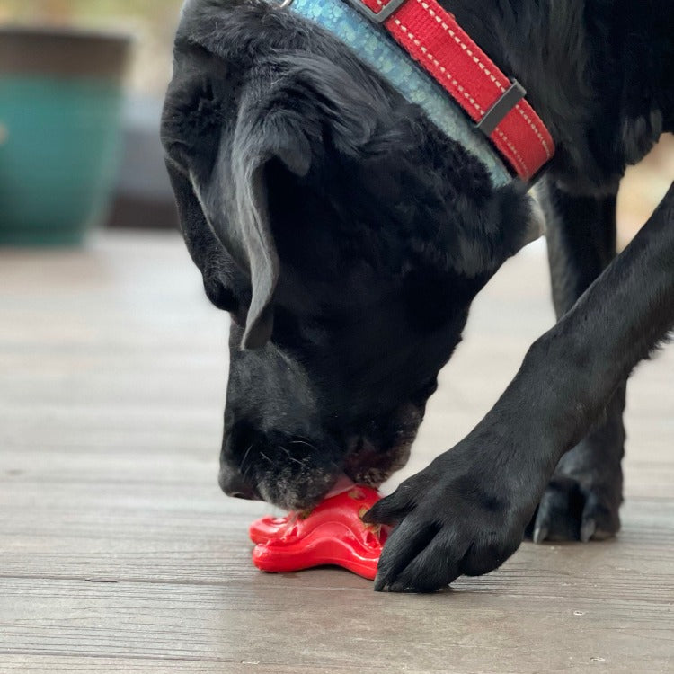 SodaPup Starfish Nylon Dog Chew Toy For Aggressive Chewers