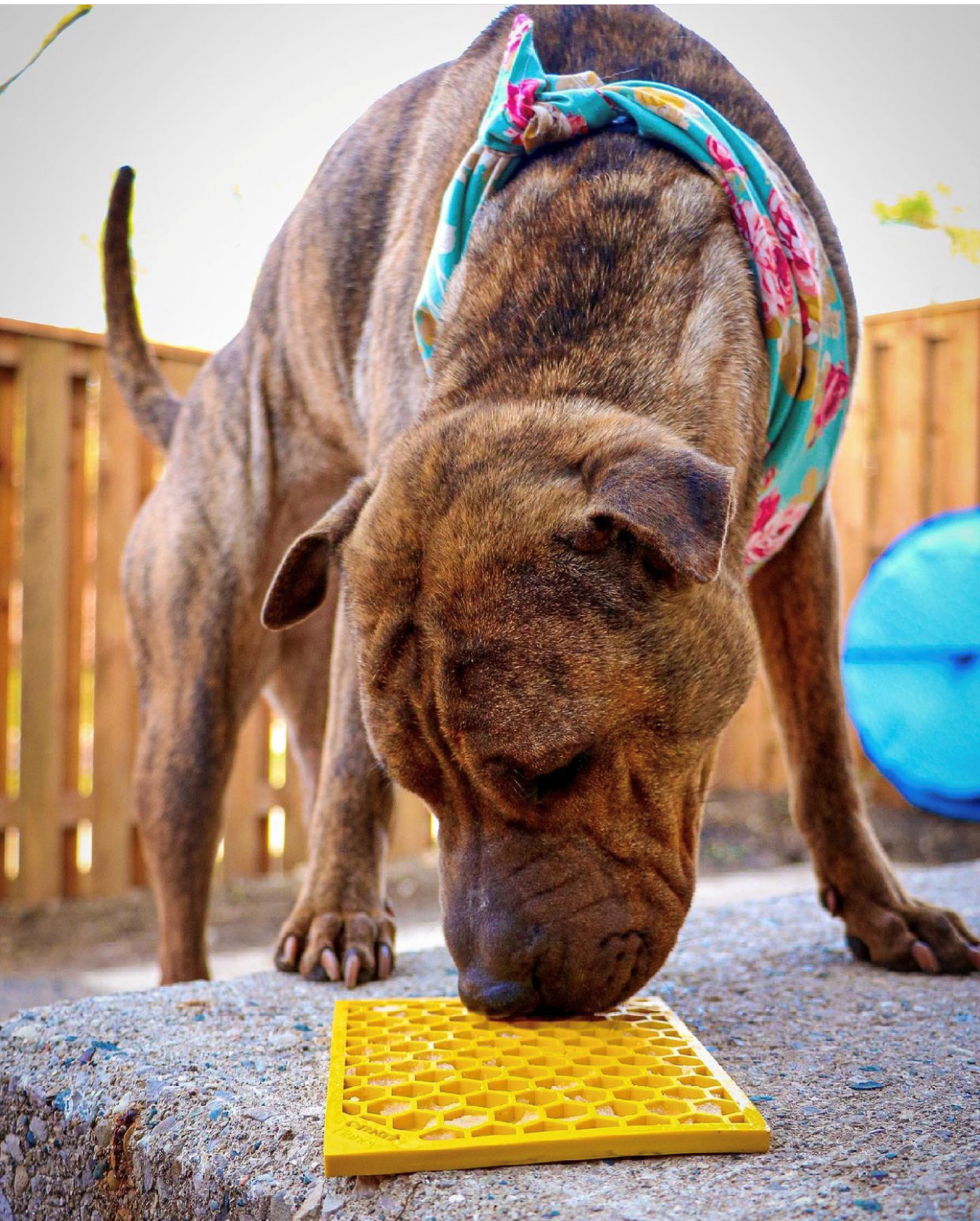 SodaPup Honeycomb eMat Enrichment Lick Mat For Dogs And Cats