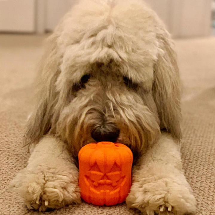 Jack O' Lantern Dog Toy Chew Toy and Treat Dispenser eDispenser