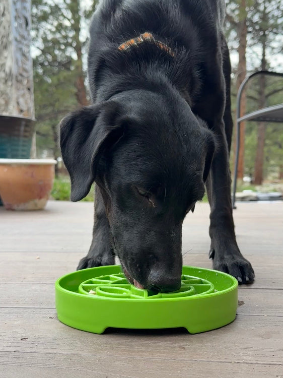 Garden Design eTray - Shallow Slow Feeder Dog Bowl for Enrichment | USA