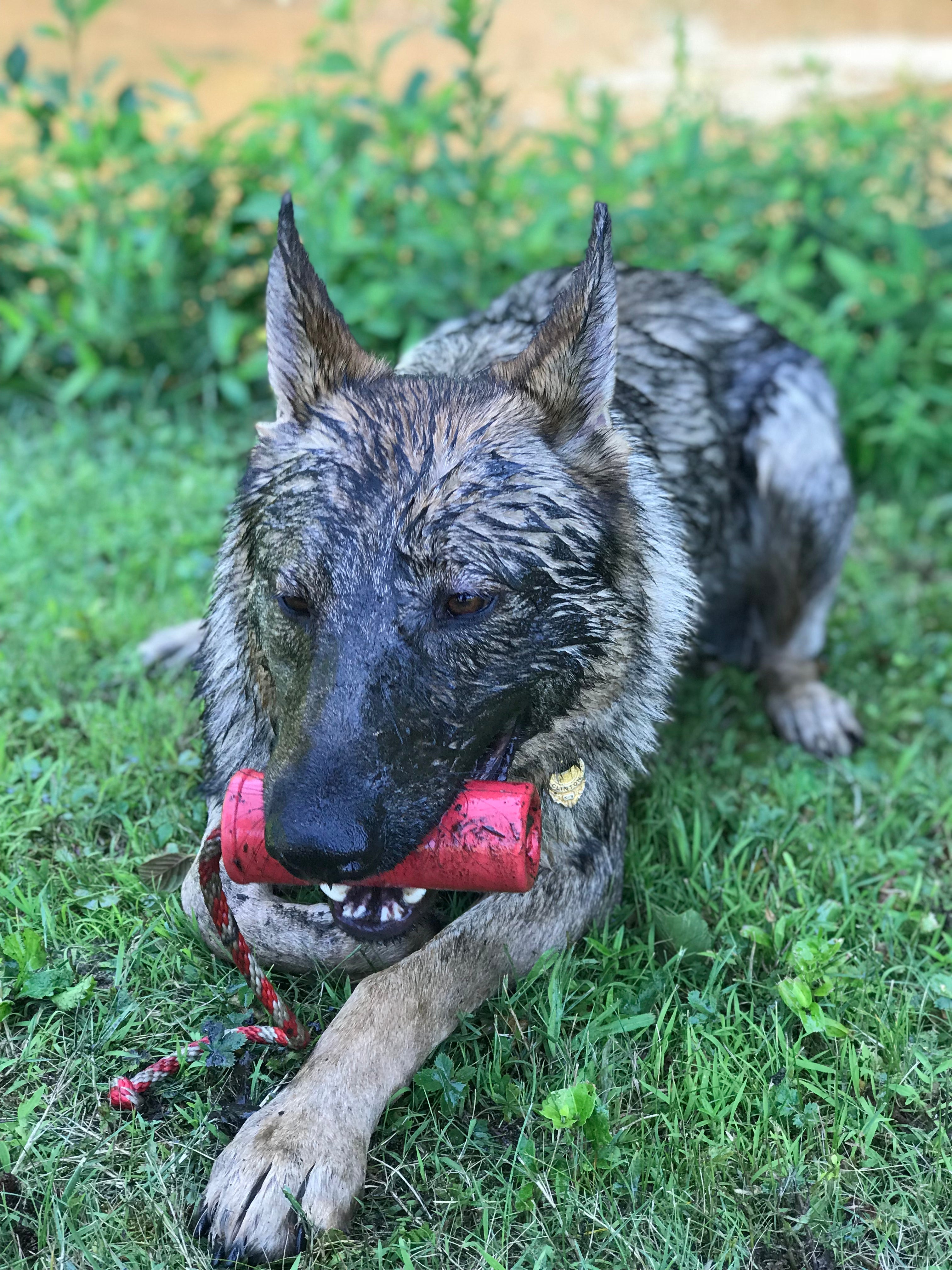 USA-K9 Firecracker Floating Training Dummy For K9 Handling Red