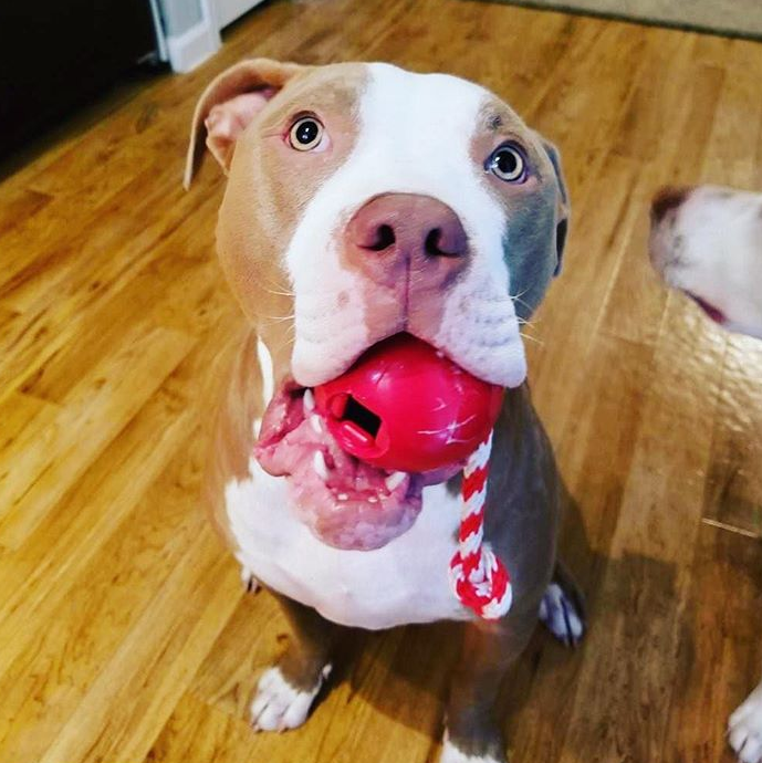USA-K9 Cherry Bomb Rubber Dog Chew Toy For Heavy Chewers