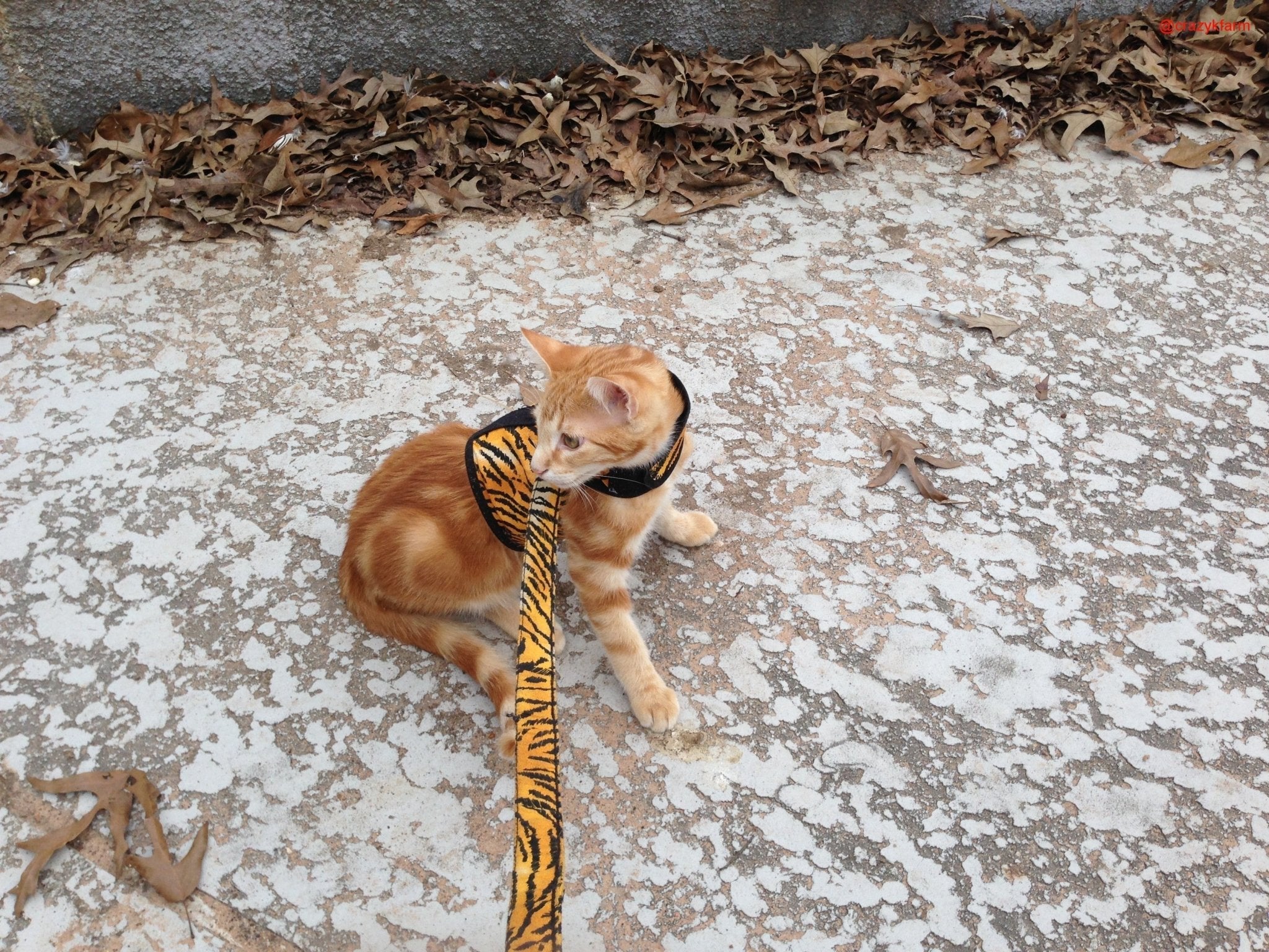 Holster Leash (Made in USA)