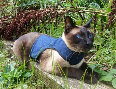 Kitty Holster Cat Harness (Made in USA)