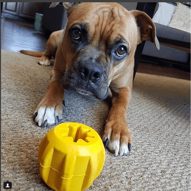 Gear eDispenser Rubber Treat Holder and Chew Toy for Dogs
