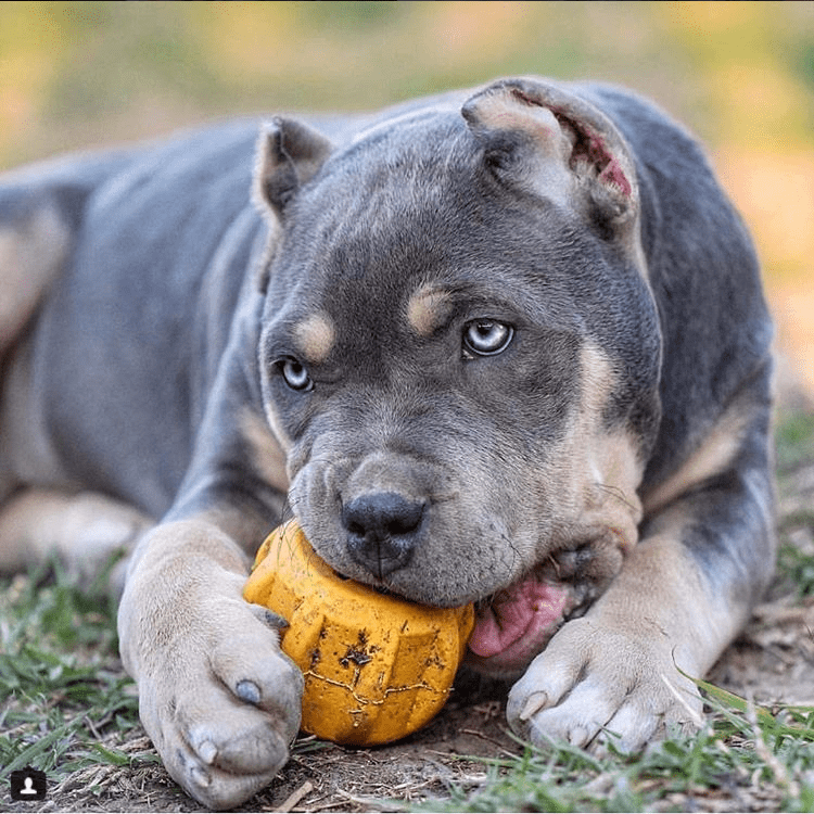 Gear eDispenser Rubber Treat Holder and Chew Toy for Dogs