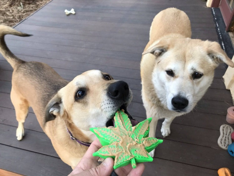 Colorado Maple Leaf eChew Nylon Dog Chew Toy for Aggressive Chewers