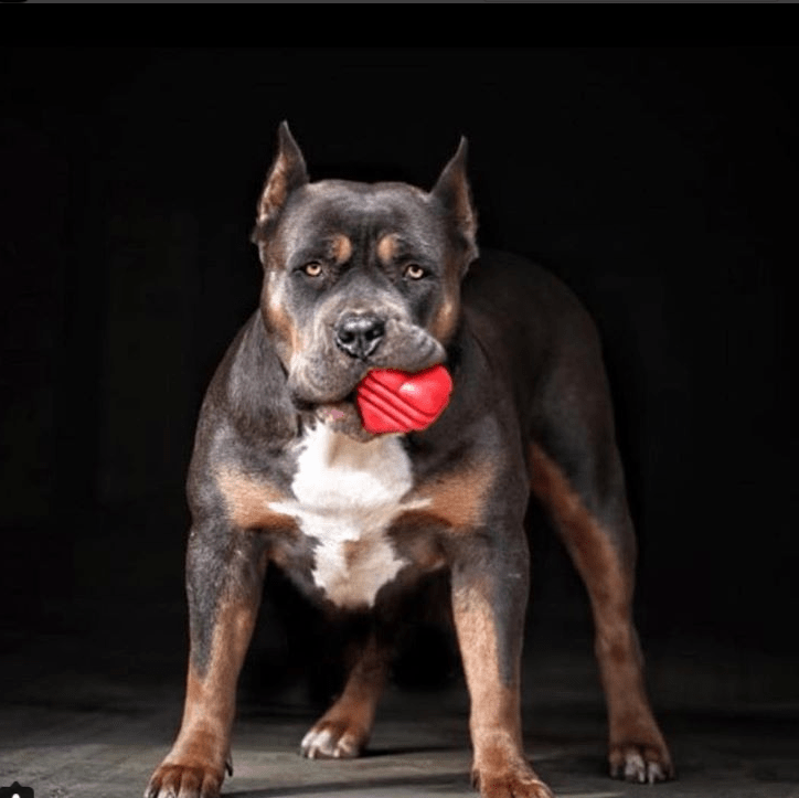 Heart on a String Dog Toy Durable Rubber Tug For Large Dogs HS-01