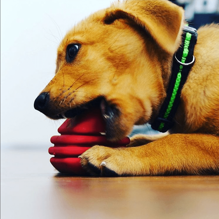 Heart on a String Dog Toy Durable Rubber Tug For Large Dogs HS-01