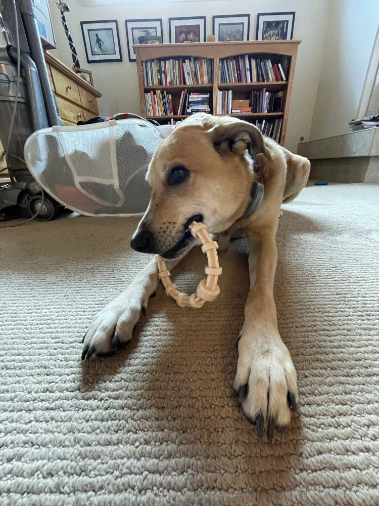 Honey Bone Chicken Flavored Teething Ring For Puppies Hb-Chicken