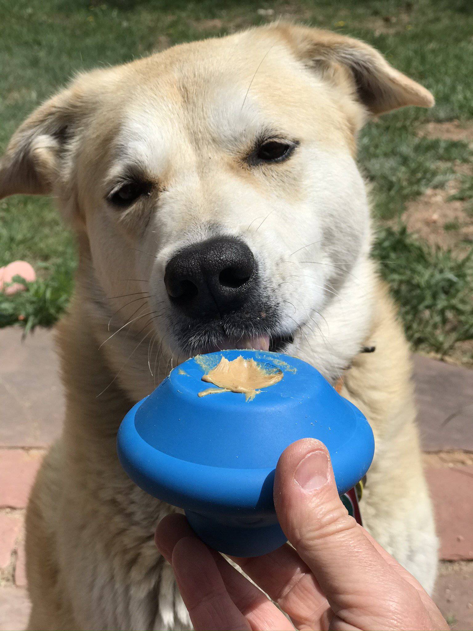 Flying Saucer Dog Toy And Treat Dispenser eDispenser