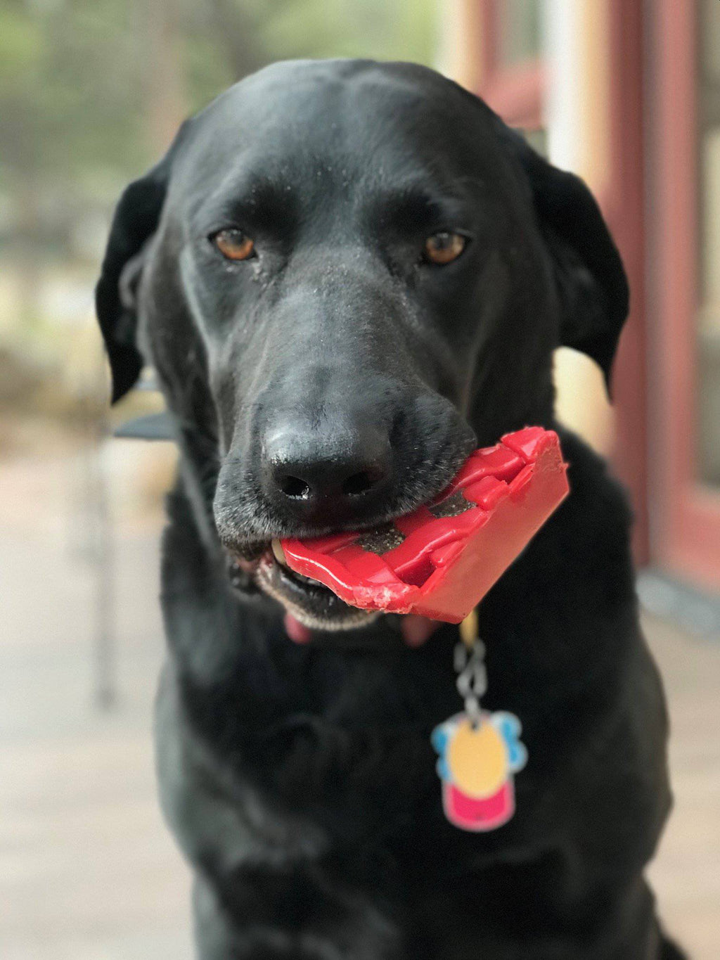 SodaPup Cherry Pie eChew Nylon Dog Chew Toy for Aggressive Chewers