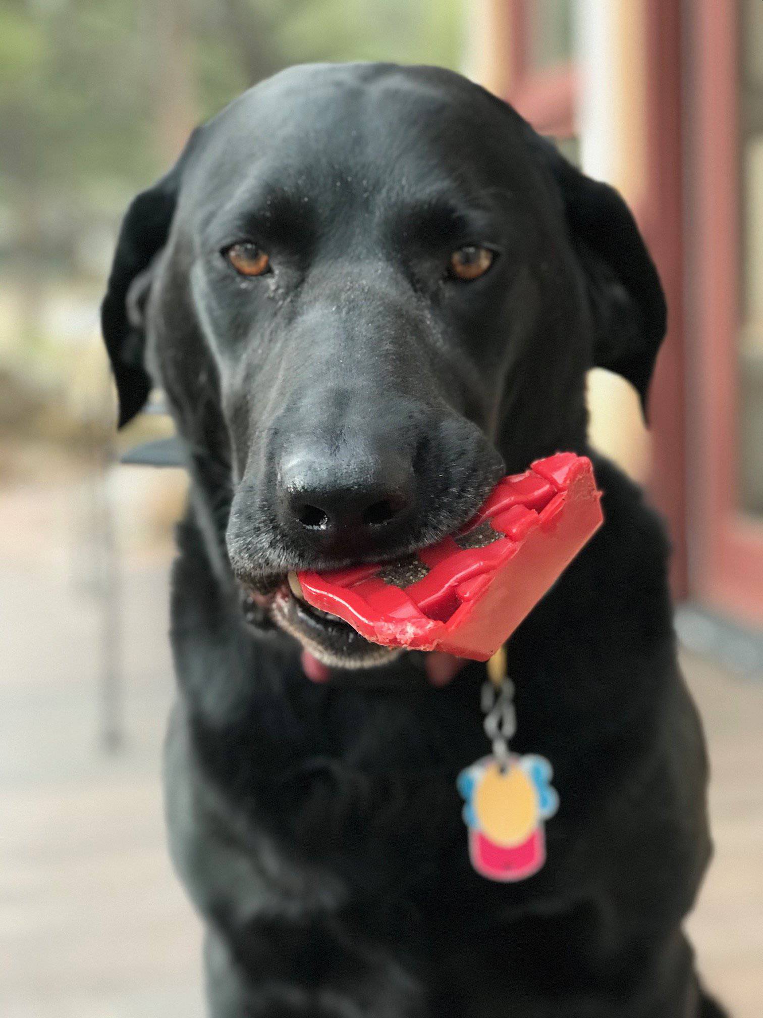 SodaPup Cherry Pie eChew Nylon Dog Chew Toy for Aggressive Chewers