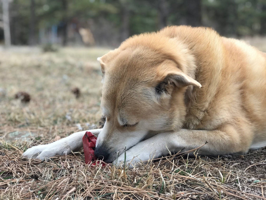 SodaPup Cherry Pie eChew Nylon Dog Chew Toy for Aggressive Chewers