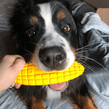 SodaPup Corn on the Cob Nylon Dog Toy for Aggressive Chewers United States Made