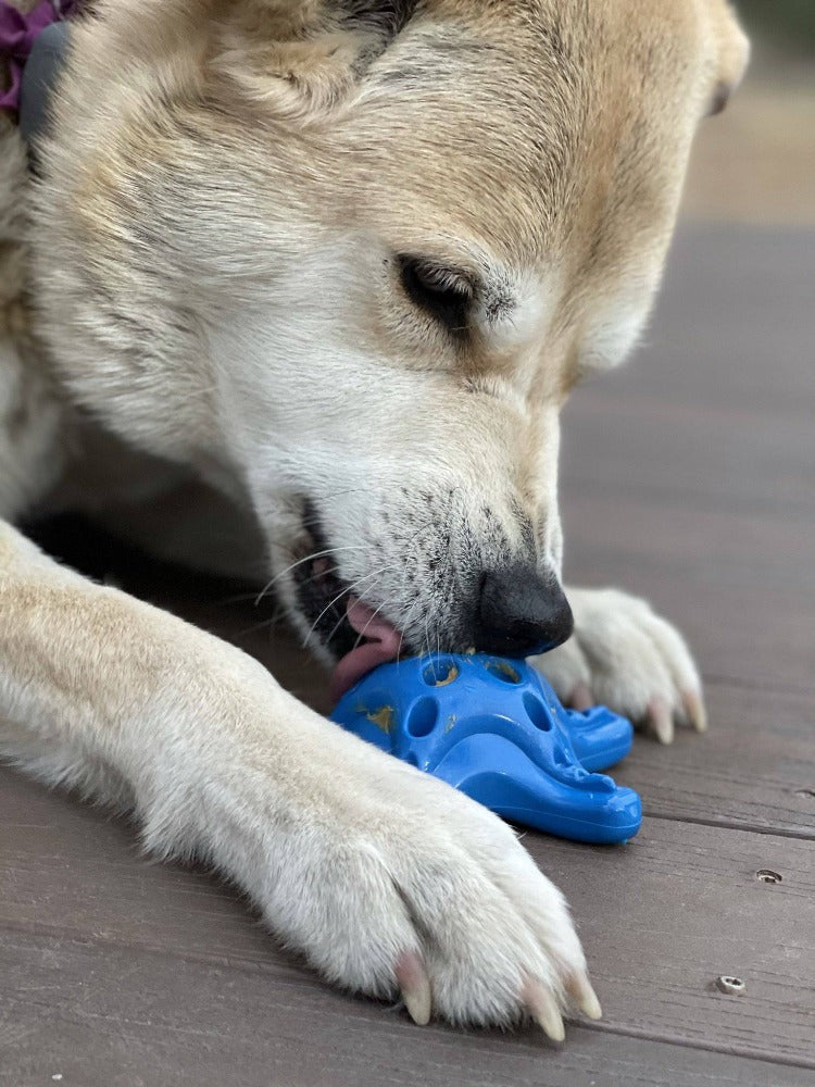 SodaPup Starfish Nylon Dog Chew Toy For Aggressive Chewers